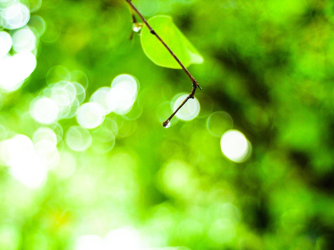 groene natuur bokeh achtergrond foto