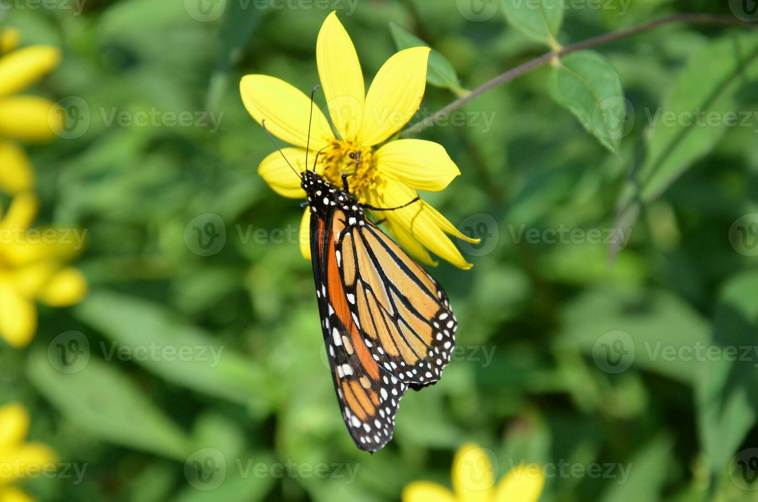 vlinder insect Aan groen fabriek met geel bloem bestuiven foto