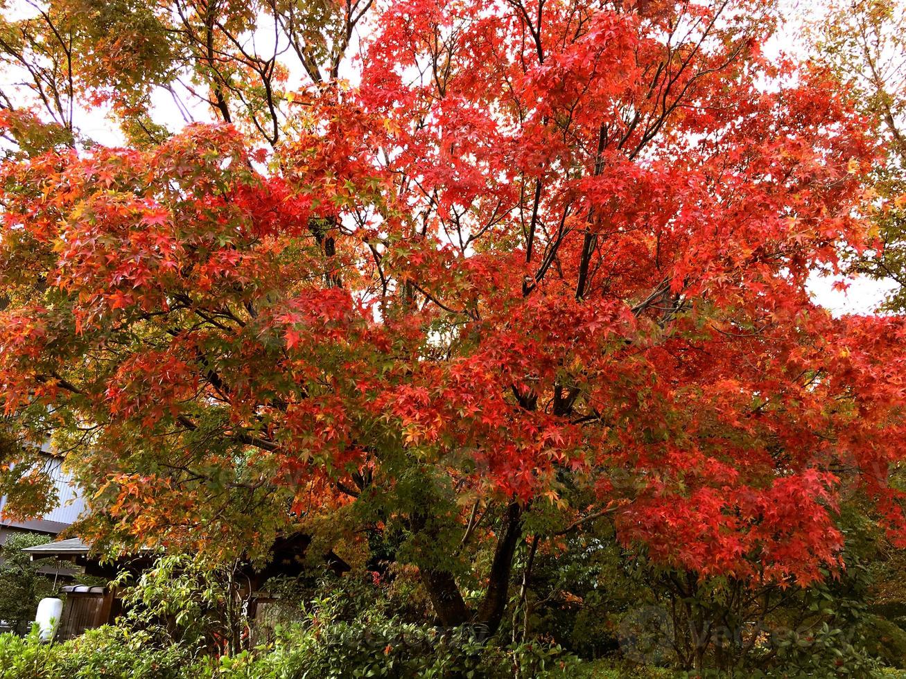 detailopname en Bijsnijden rood esdoorn- in Kyoto openbaar park. foto