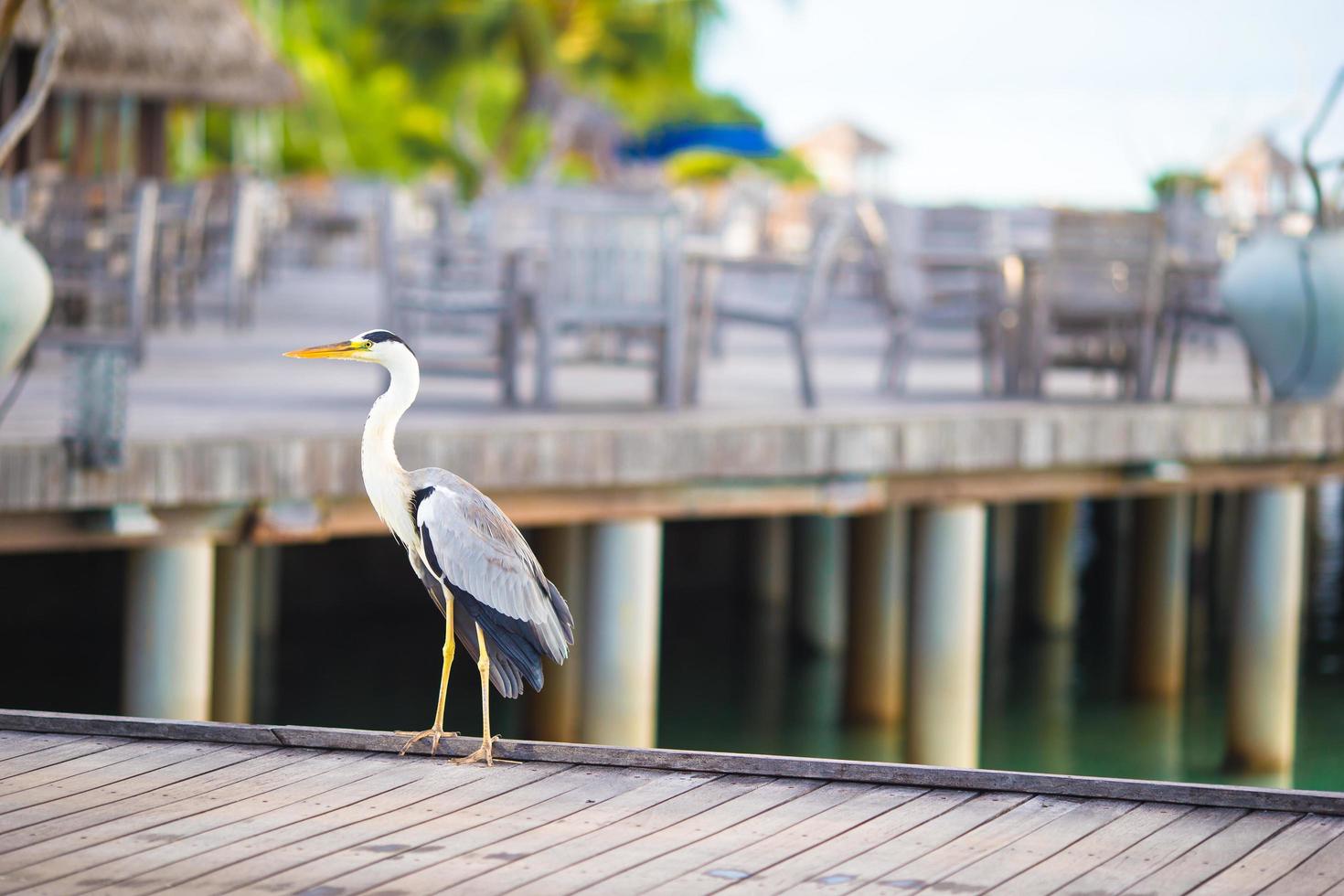 Maldiven, Zuid-Azië, 2020 - Grijze reiger staat op een dok foto