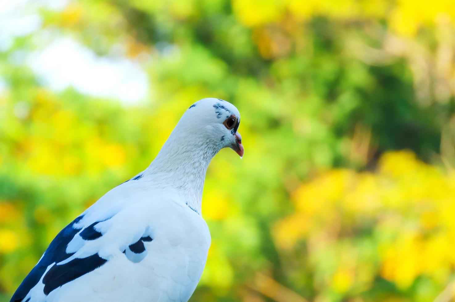 een vogel in een natuurlijk bos foto