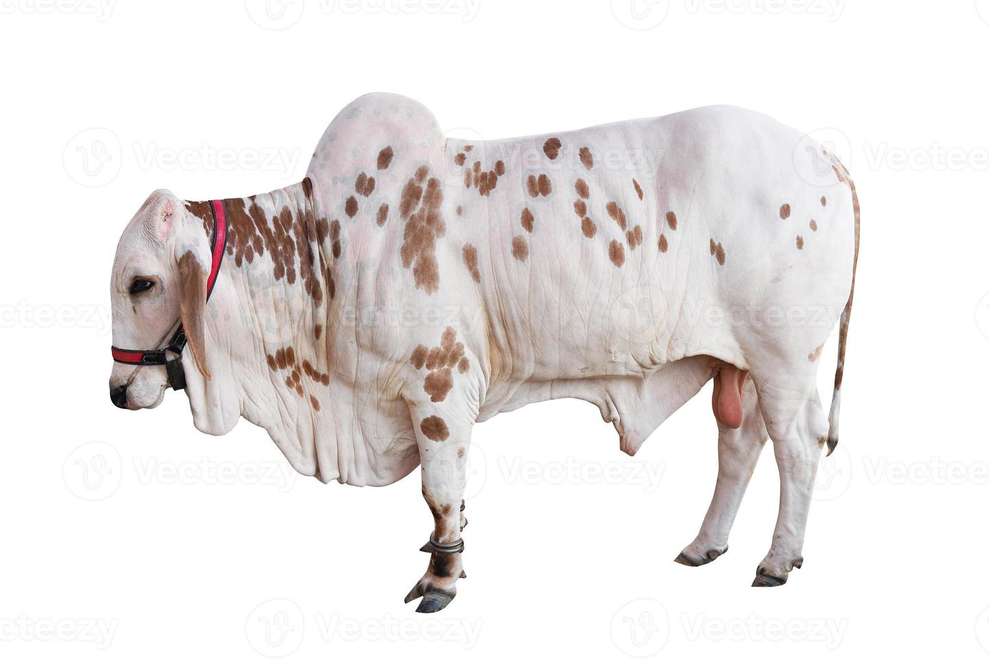 os stier koe Rechtdoor staand geïsoleerd Aan wit foto