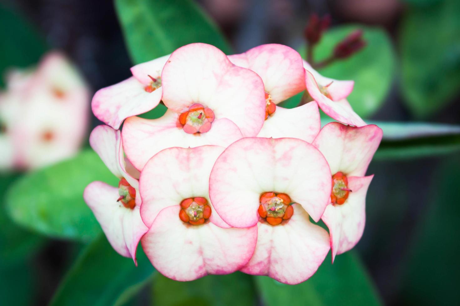 close-up van roze bloemen foto