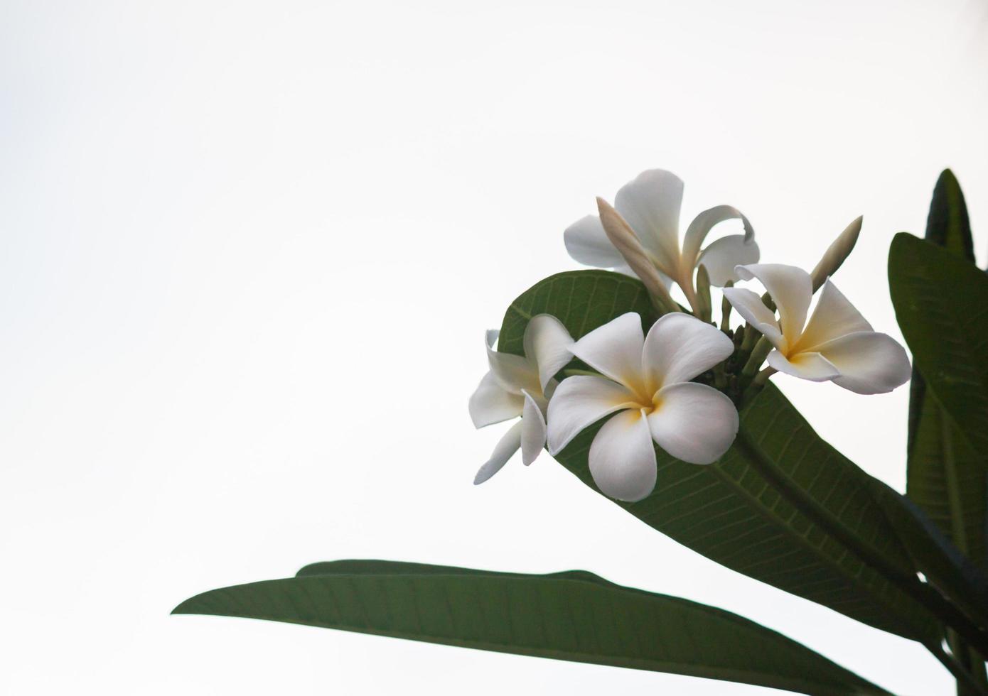 witte en gele frangipanibloemen foto