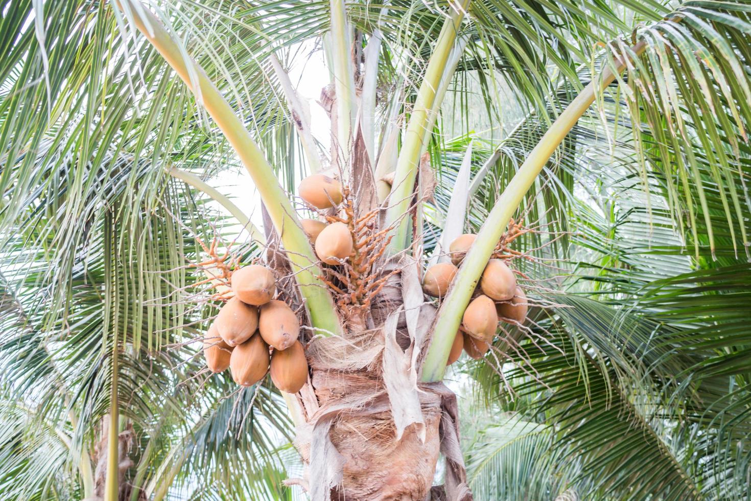 kokospalm gedurende de dag foto