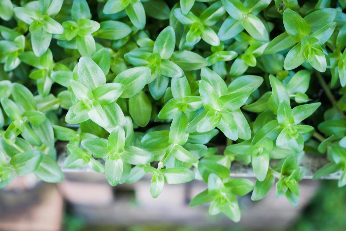 close-up van een groene plant foto