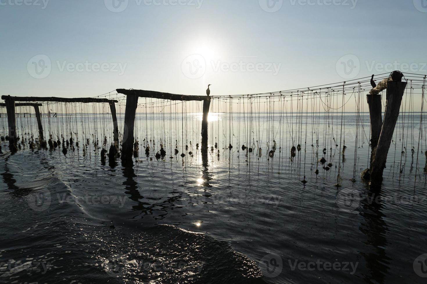 mosselen fokken in chioggia Italië foto