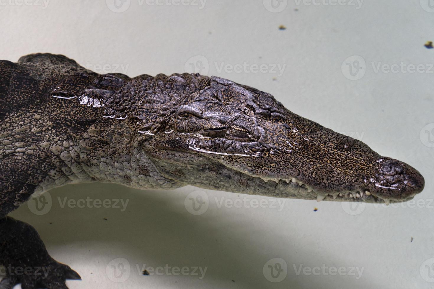 West-Afrikaanse krokodil foto