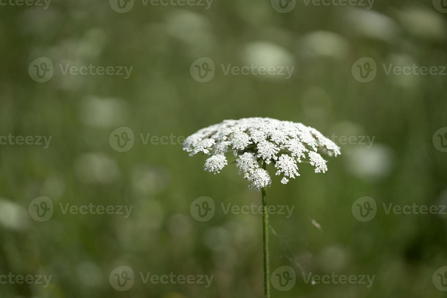 veld- van Ammi majus. kruiskruid, koningin anne veter, kantbloem verhuisd door wind foto