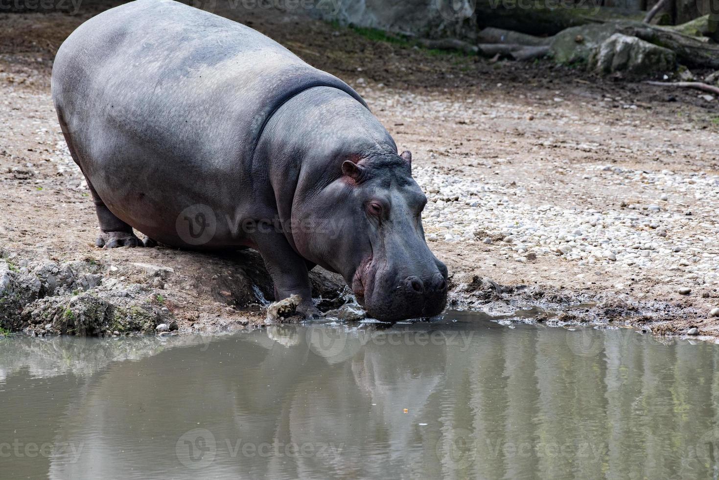 nijlpaard nijlpaard dichtbij omhoog portret foto