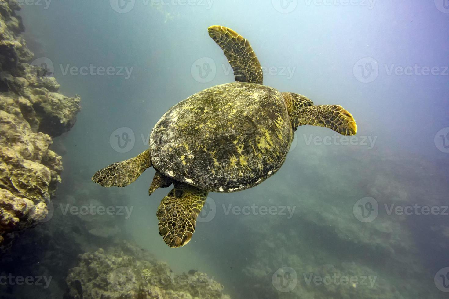 groen schildpad dichtbij omhoog portret onderwater- foto