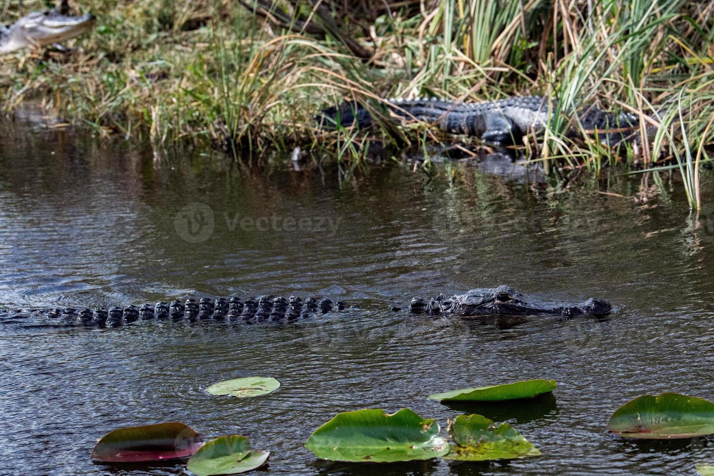 Florida alligator in Everglades dichtbij omhoog portret foto