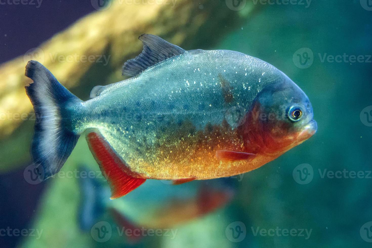 piranha vis dichtbij omhoog onderwater- foto