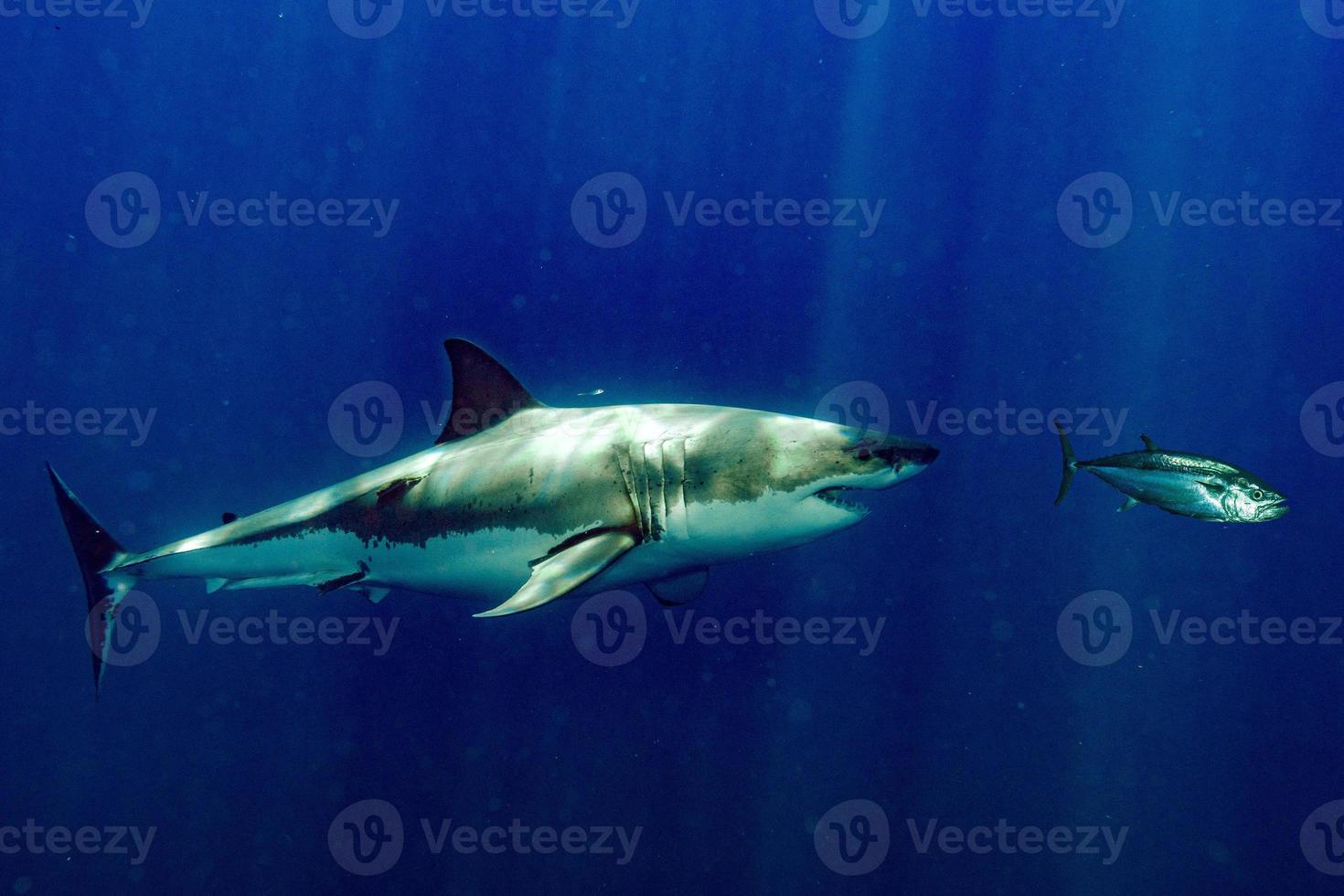 Super goed wit haai aanvallen tonijn bloed in water foto