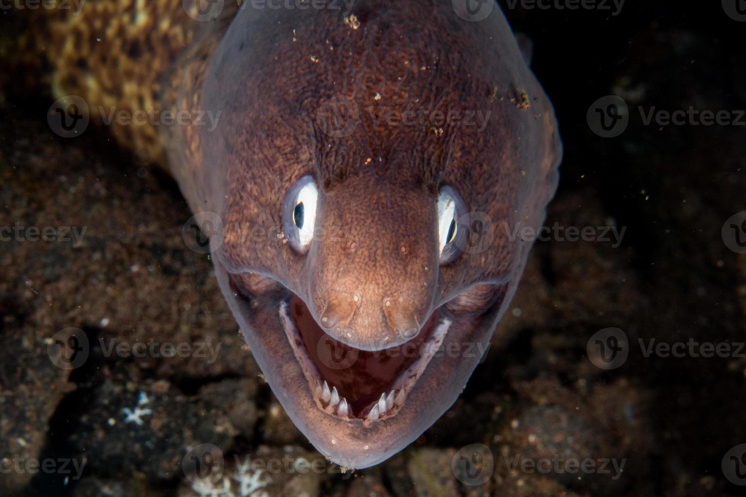 geel paling mooray portret dichtbij omhoog detail foto