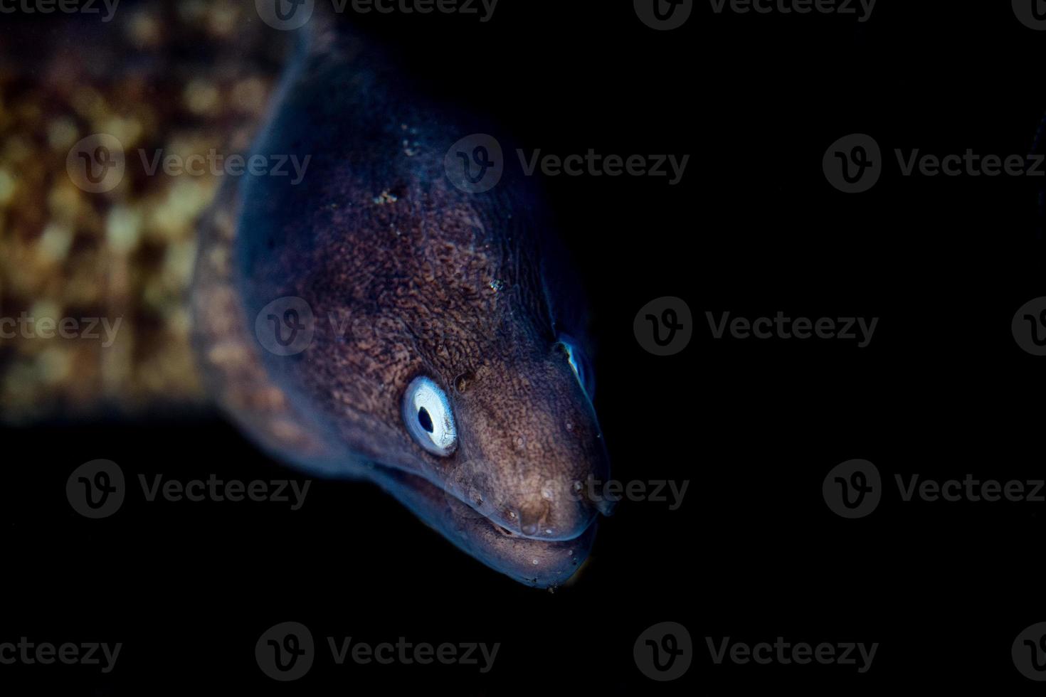 geel paling mooray portret dichtbij omhoog detail in raja ampat foto