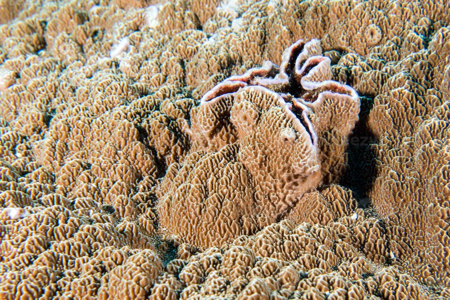 kleurrijk onderwater- rijken van raja ampat, Papoea Indonesië foto