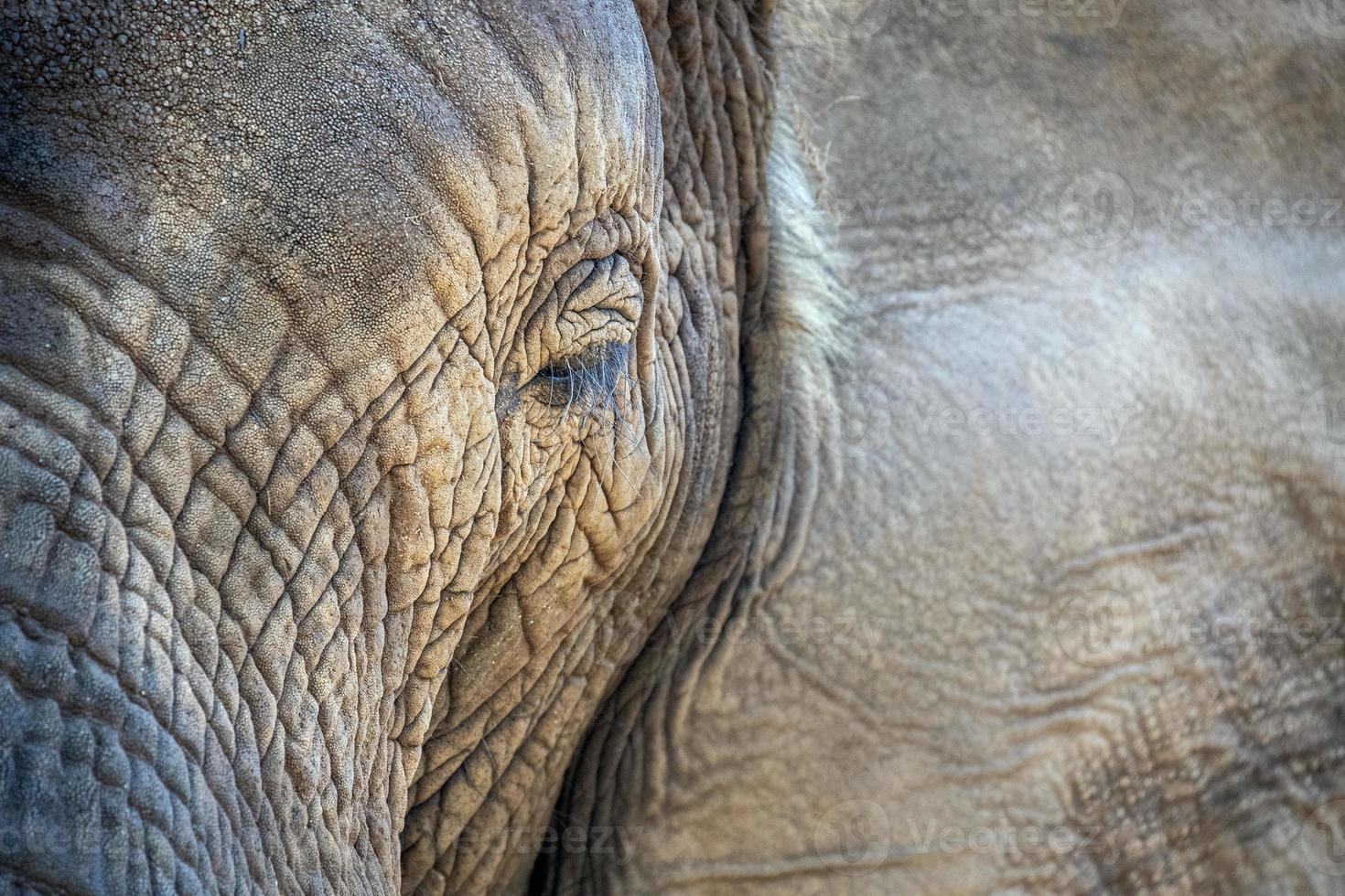 olifant oog dichtbij omhoog in Kruger park zuiden Afrika foto