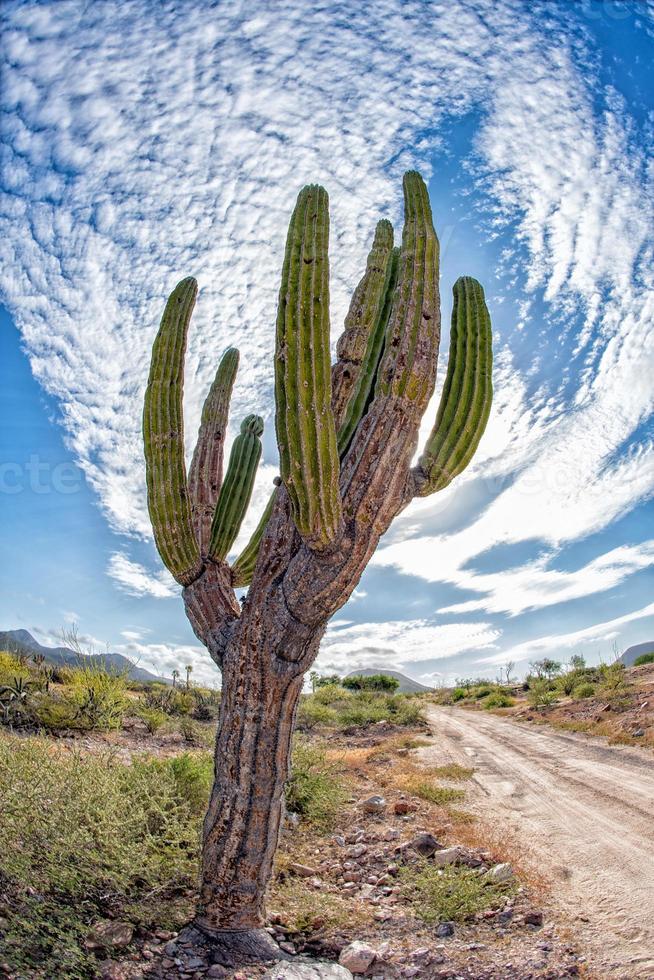 Californië reusachtig woestijn cactus dichtbij omhoog foto