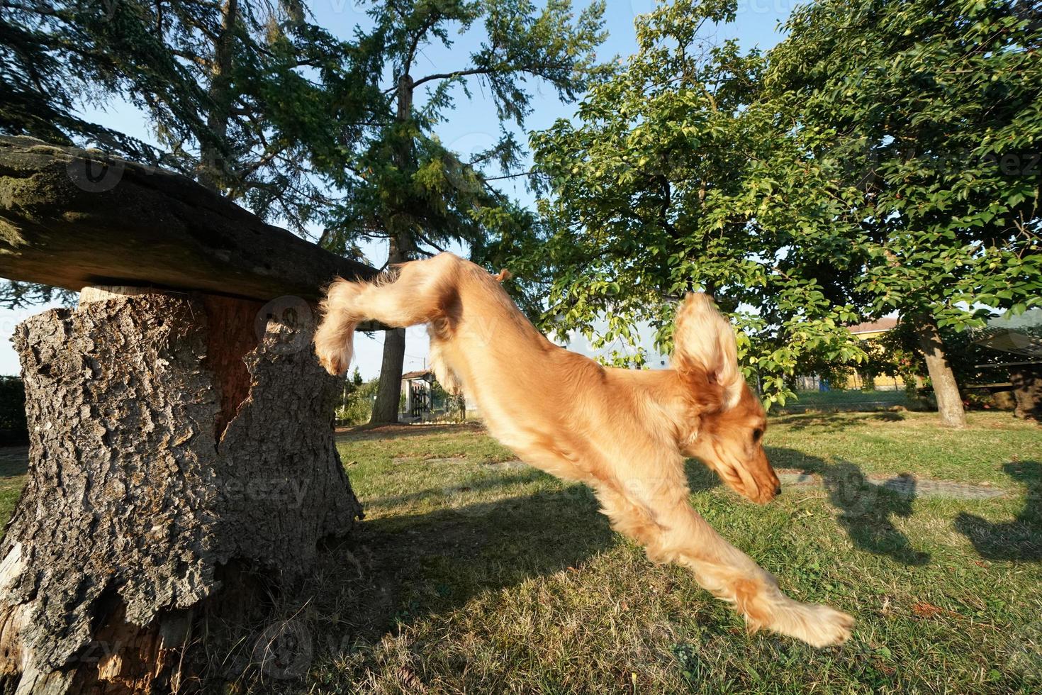 puppy hond cocker spaniel portret jumping Aan gras foto