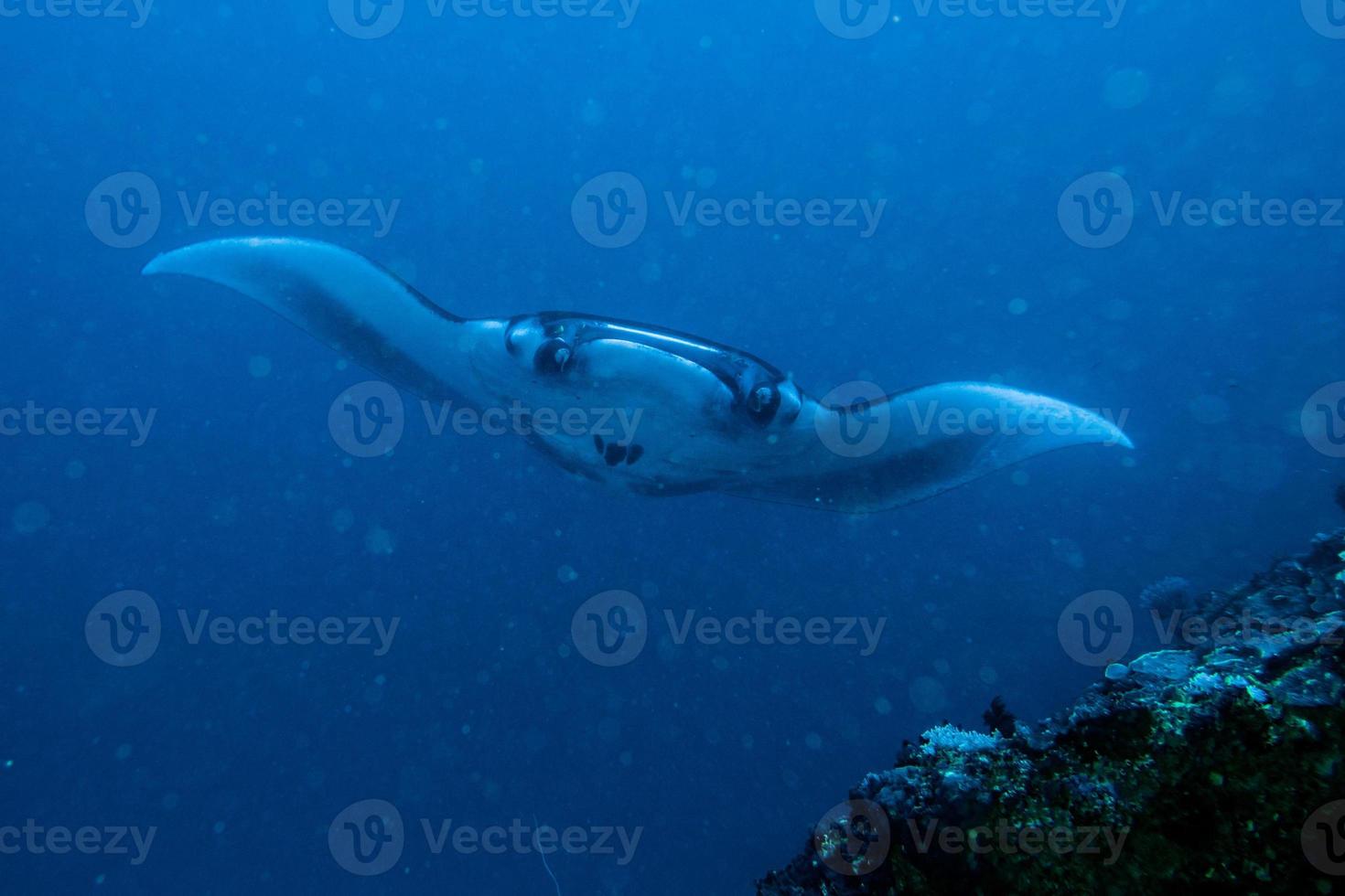 nusa penida Bali manta straal dichtbij omhoog portret foto