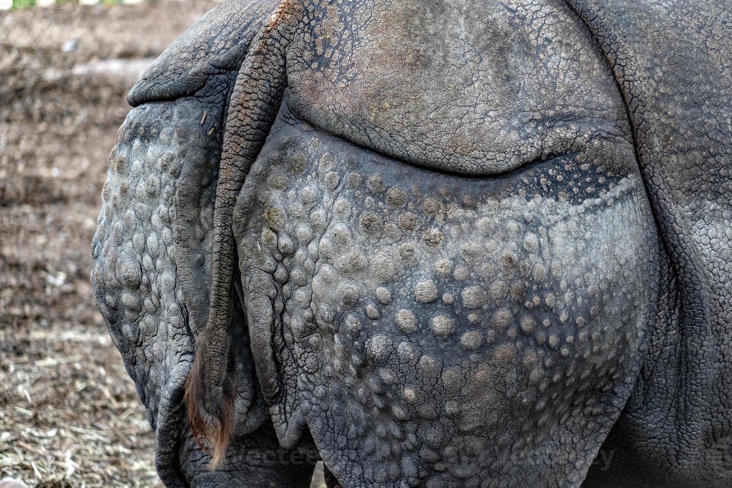 neushoorn terug schild detail foto