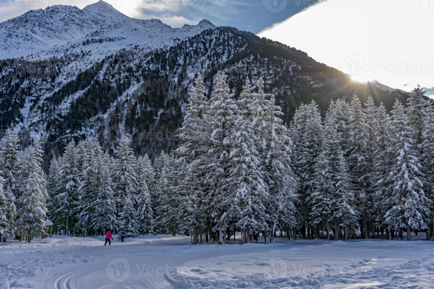 pijnboom takken gedekt door sneeuw in berg foto