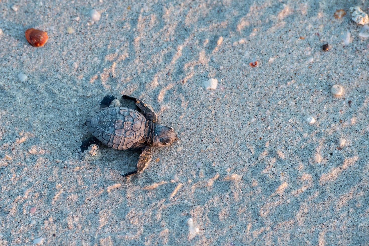 pasgeboren baby groen golfina schildpad naderen zee foto