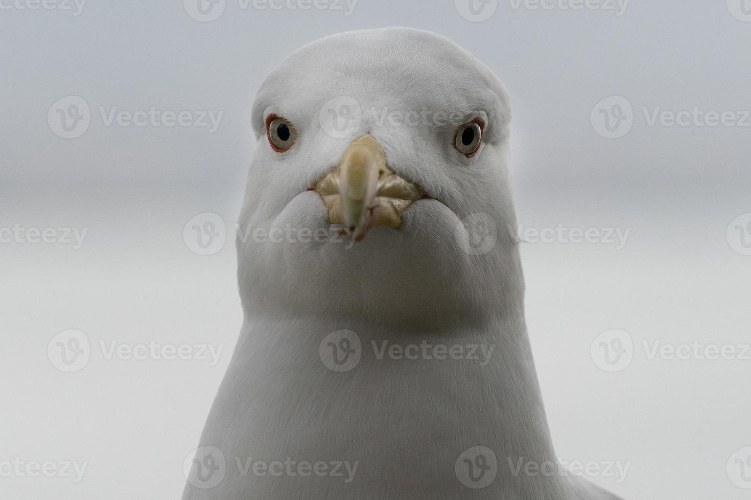 zeemeeuw ogen dichtbij omhoog detail foto