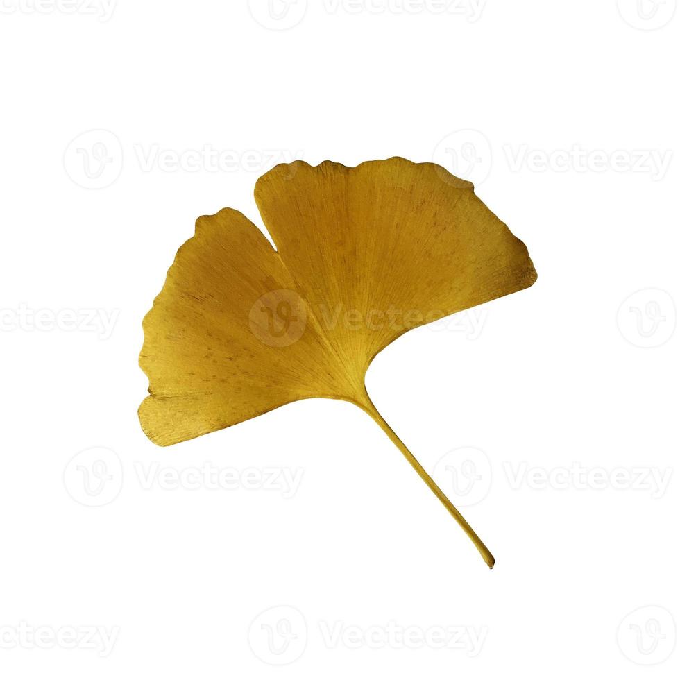 geel vers ginkgo blad geïsoleerd, geneeskrachtig biologisch fabriek detailopname, knipsel pad uitknippen object, milieuvriendelijk milieu concept foto