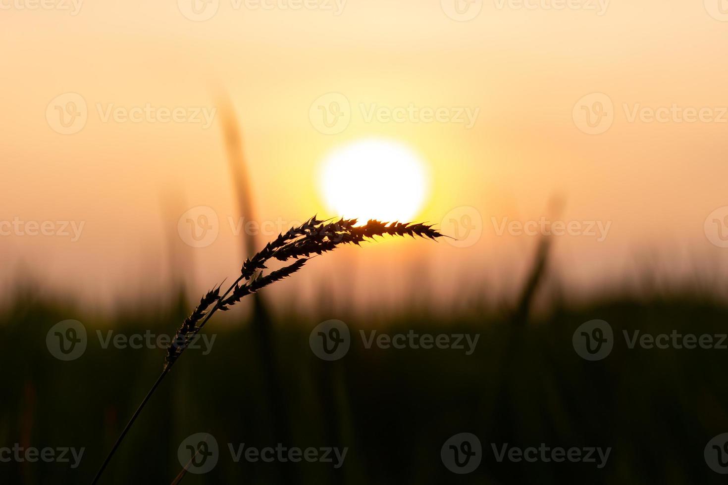bloemen van gras en oranje kleur van zonsondergang foto