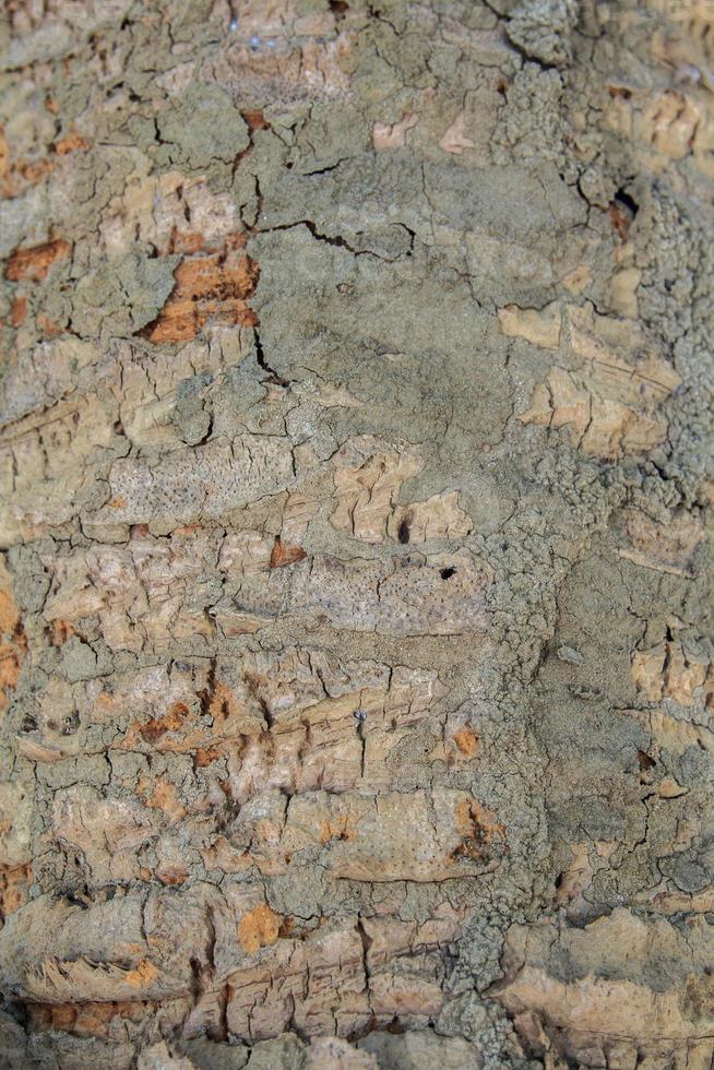 blad stengels van de palm bomen dat hebben geweest besnoeiing uit en gelaagd, als niet dood, zijn bewoond door termieten en insecten, maar kijken mooi, maar de tiers zijn rijen. foto