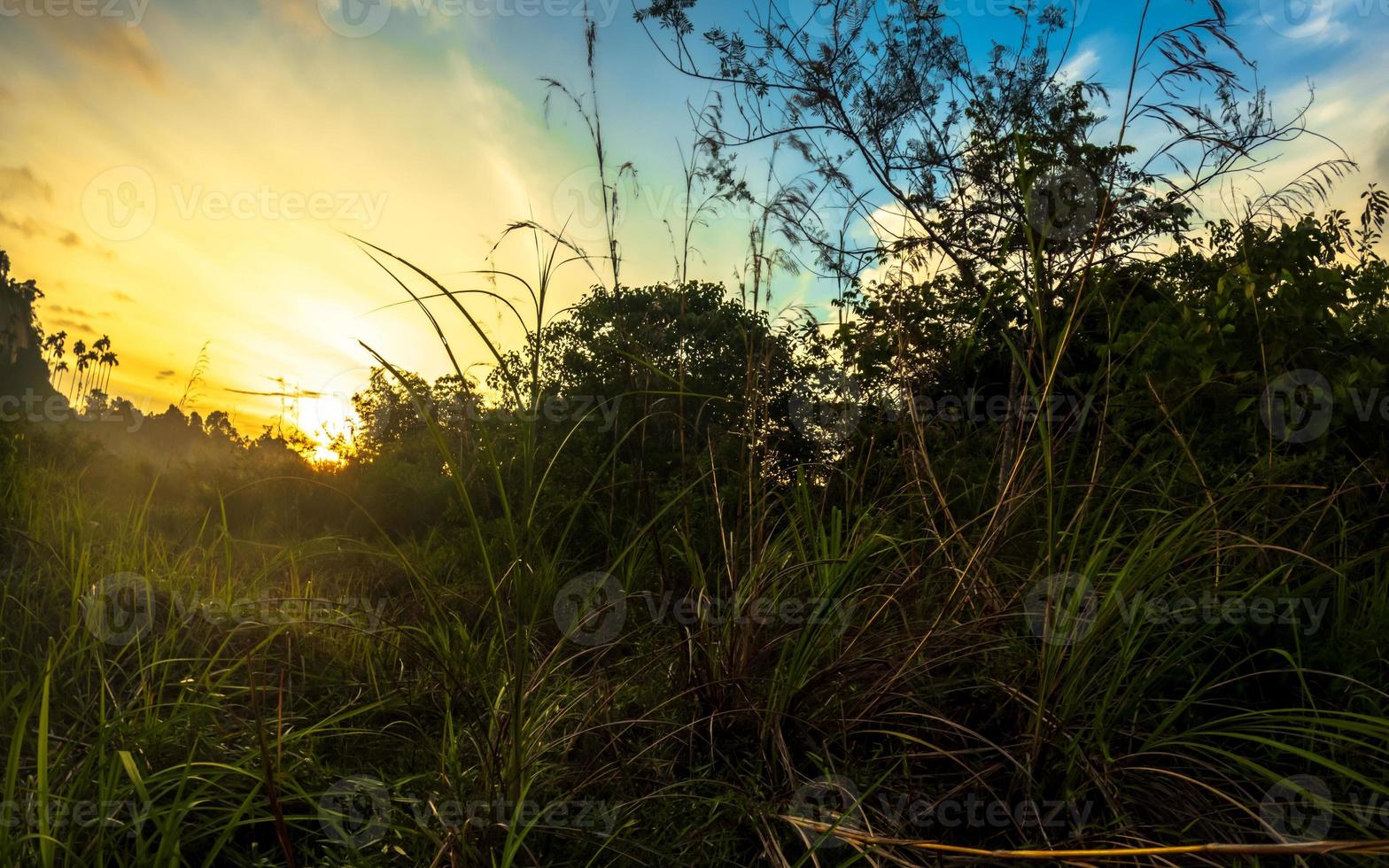 zonsondergang in de bossen met zonlicht foto