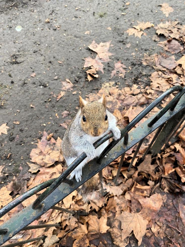 een visie van een grijs eekhoorn in Londen foto