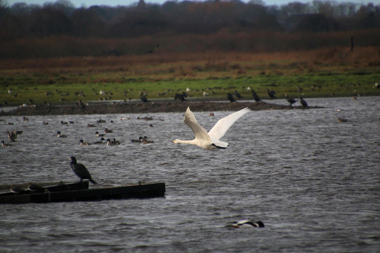 een visie van een hoer zwaan Bij Martin louter natuur reserveren foto