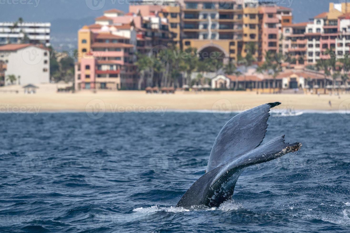 gebochelde walvis in cabo san lucas foto