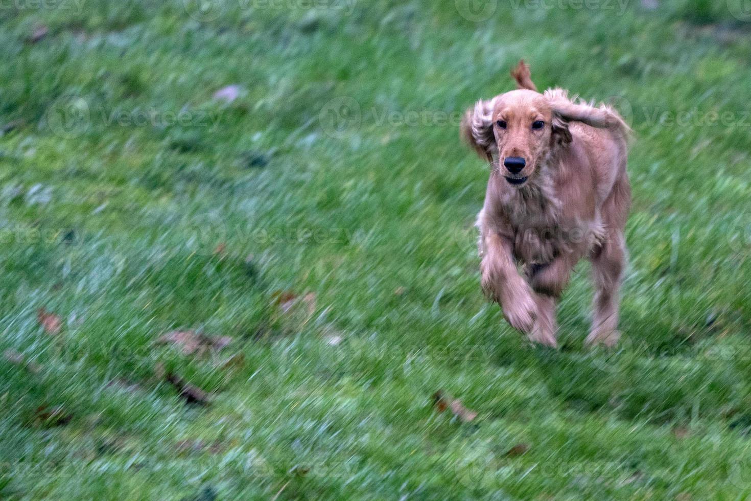 gelukkig puppy hond cocker spaniel jumping foto