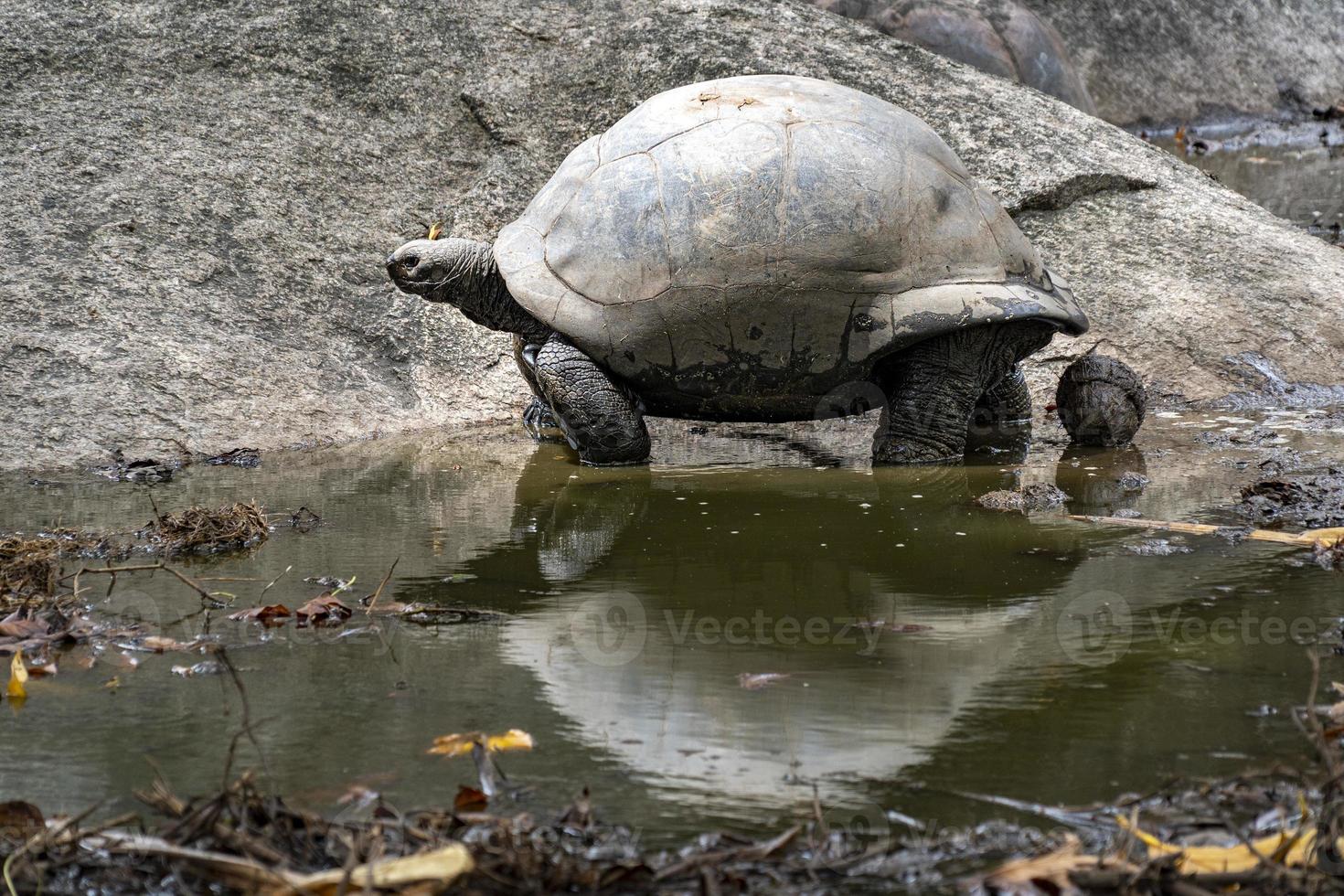 Seychellen reusachtig schildpad foto