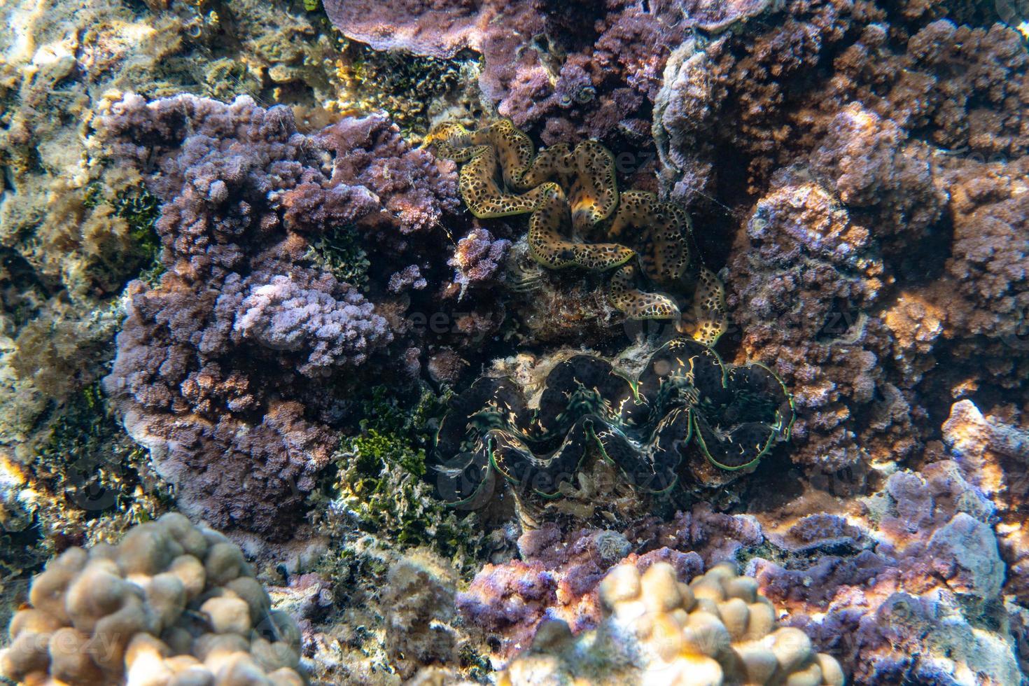 reusachtig tridacna clam in Polynesië foto