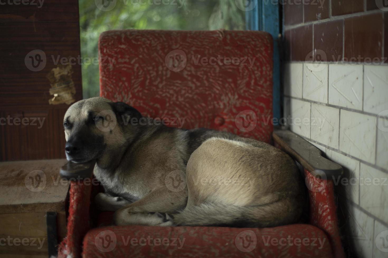 hond in stoel. huisdier slaapt in tuin. dier Aan bank. foto