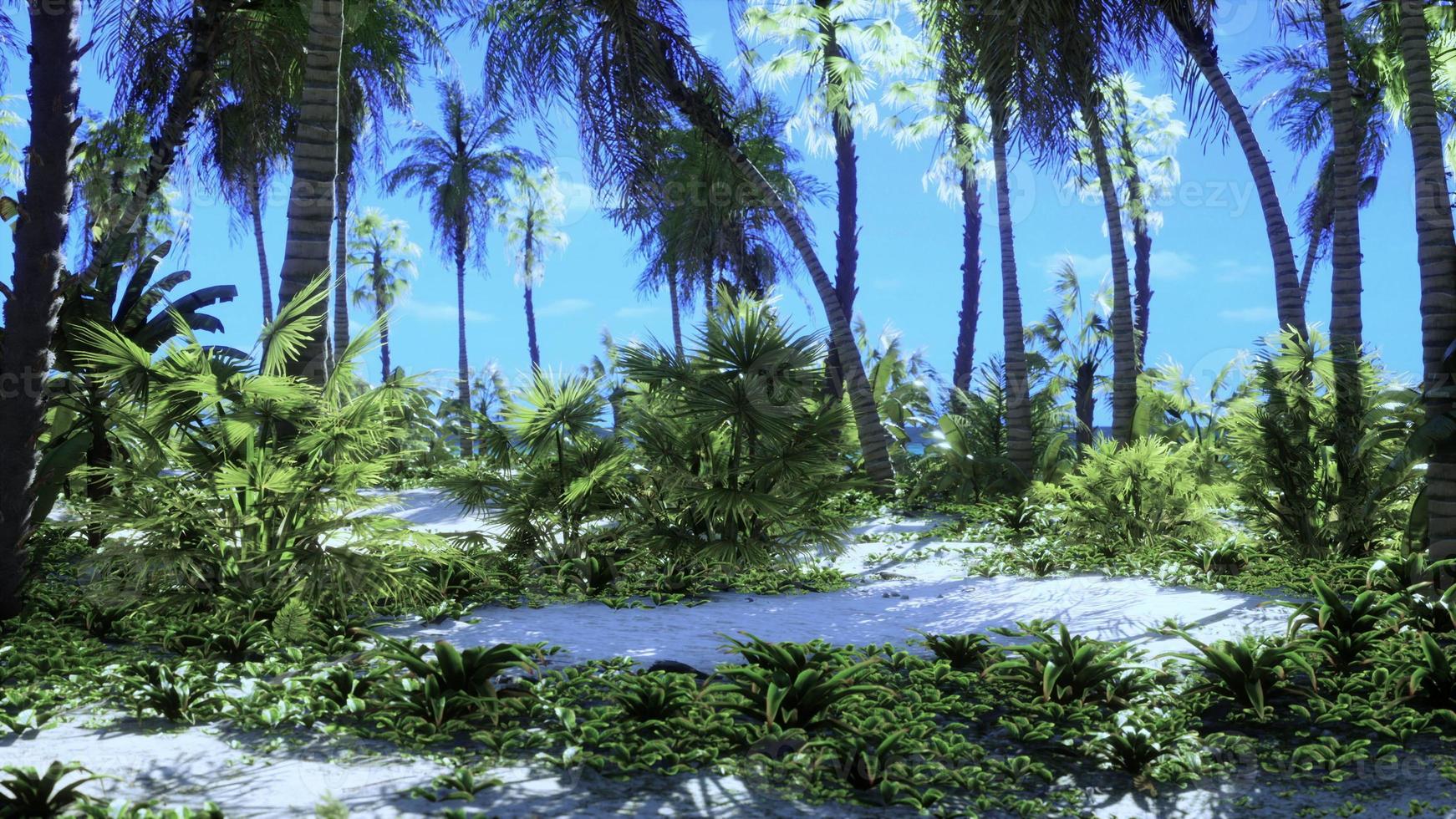 Miami zuiden strand park met palmen foto