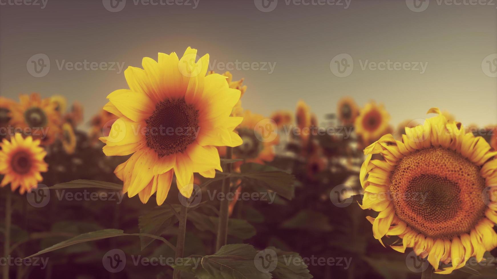 geweldig tafereel van levendig geel zonnebloemen in de avond foto