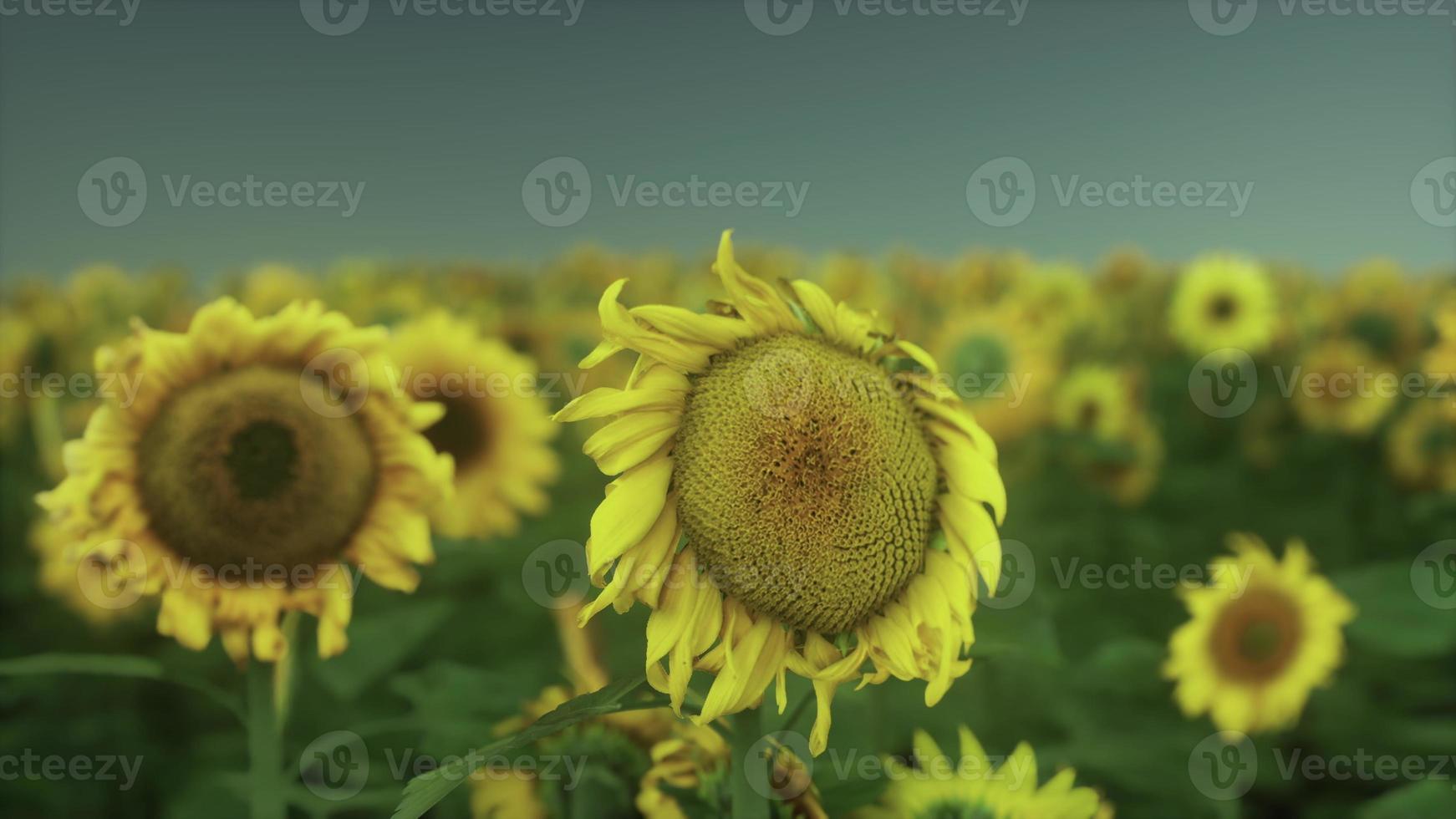 geweldig tafereel van levendig geel zonnebloemen in de avond foto