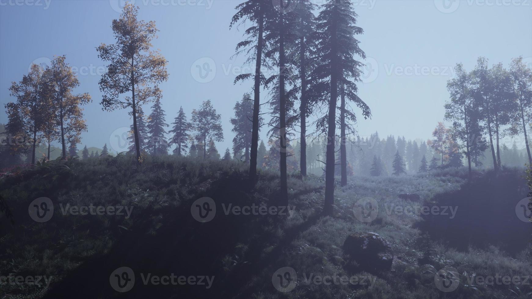 groenblijvend Spar bomen met kegels, pieken van Frans Alpen bergen foto