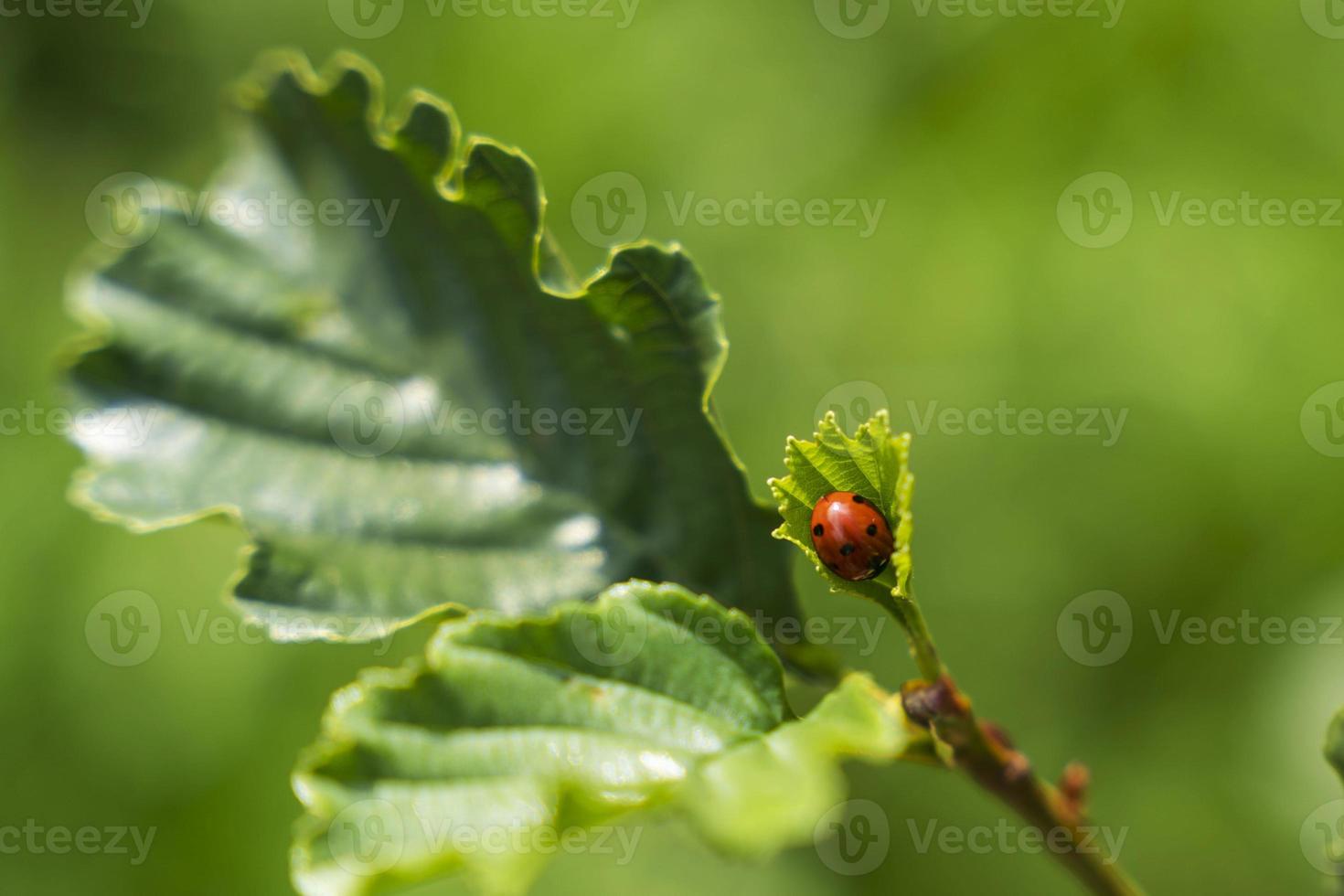 een lieveheersbeestje zit Aan een groen blad Aan een zonnig dag foto