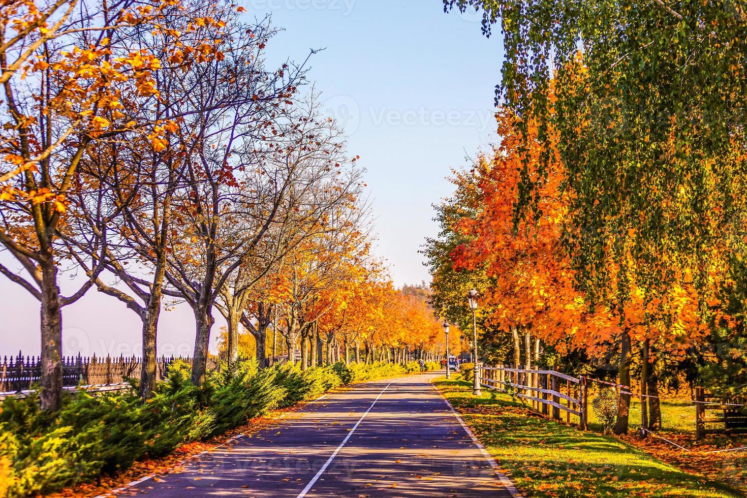 mooi romantisch steeg in een park met kleurrijk bomen en zonlicht. herfst natuurlijk achtergrond foto