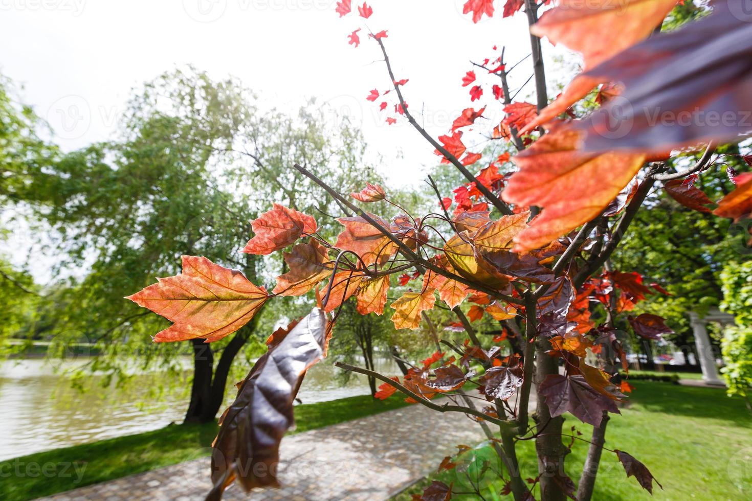 eerste herfst symbolen foto