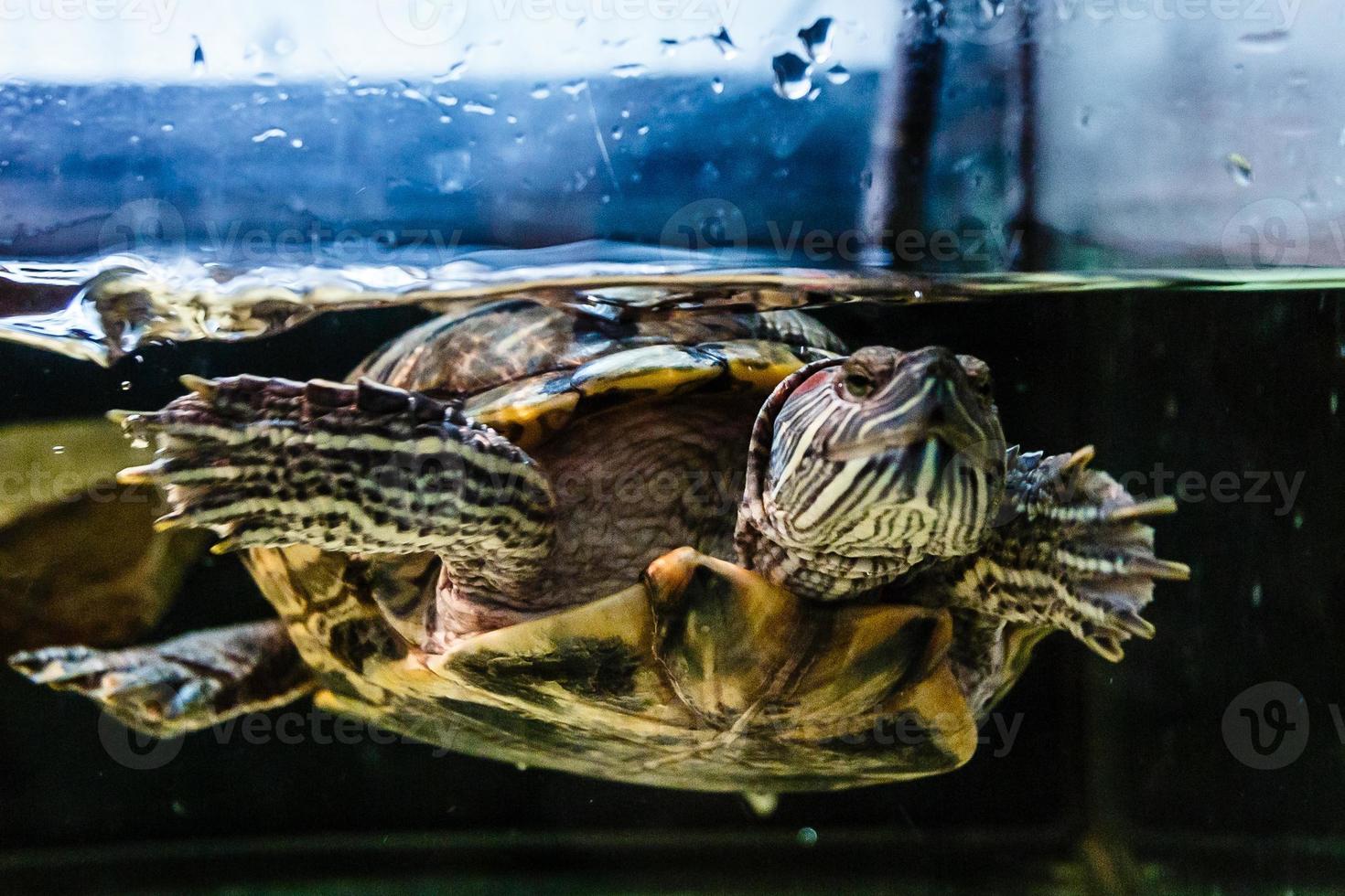 zee schildpad in aquarium foto