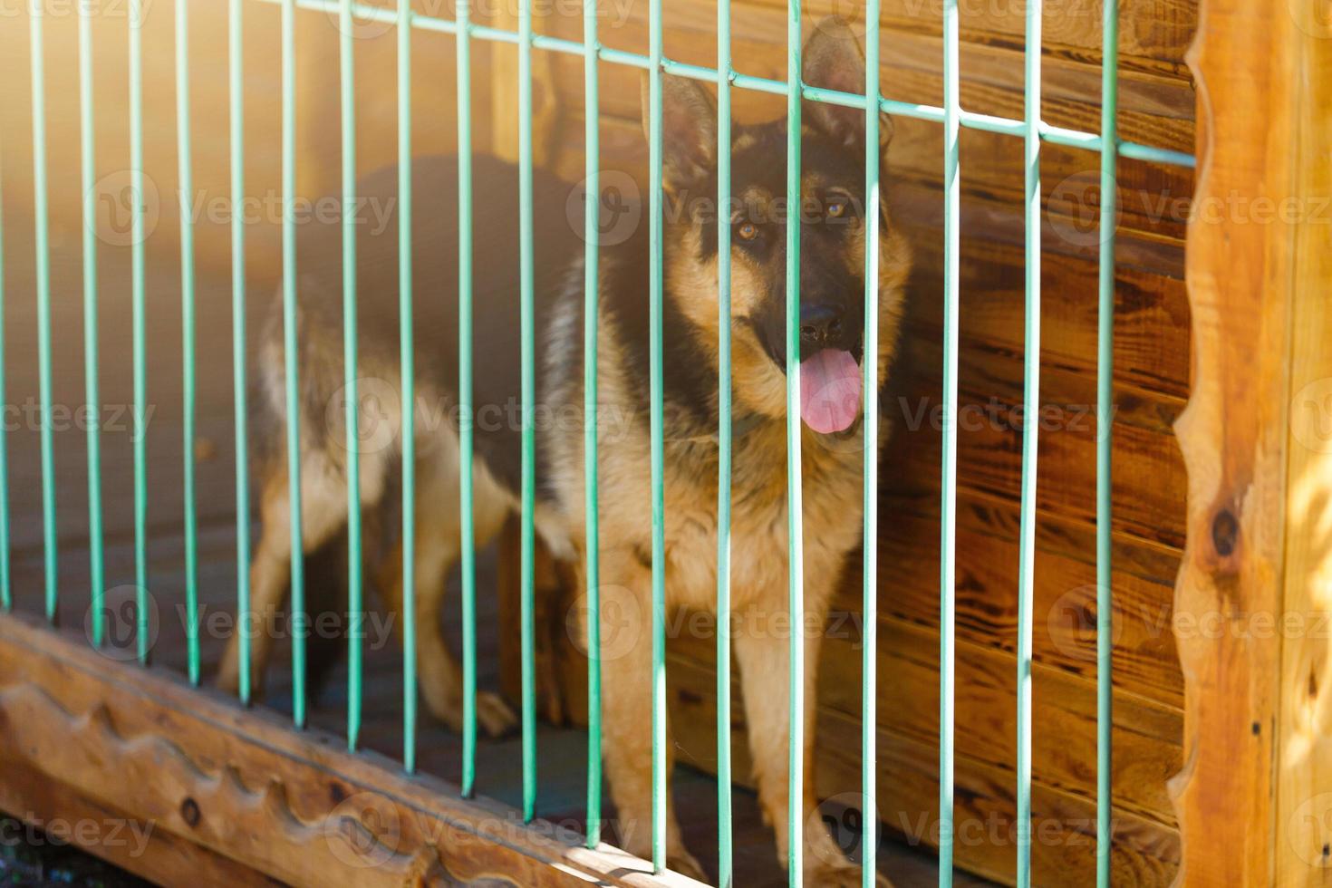 rasecht herdershond in een kooi. groot hond in een kooi. foto