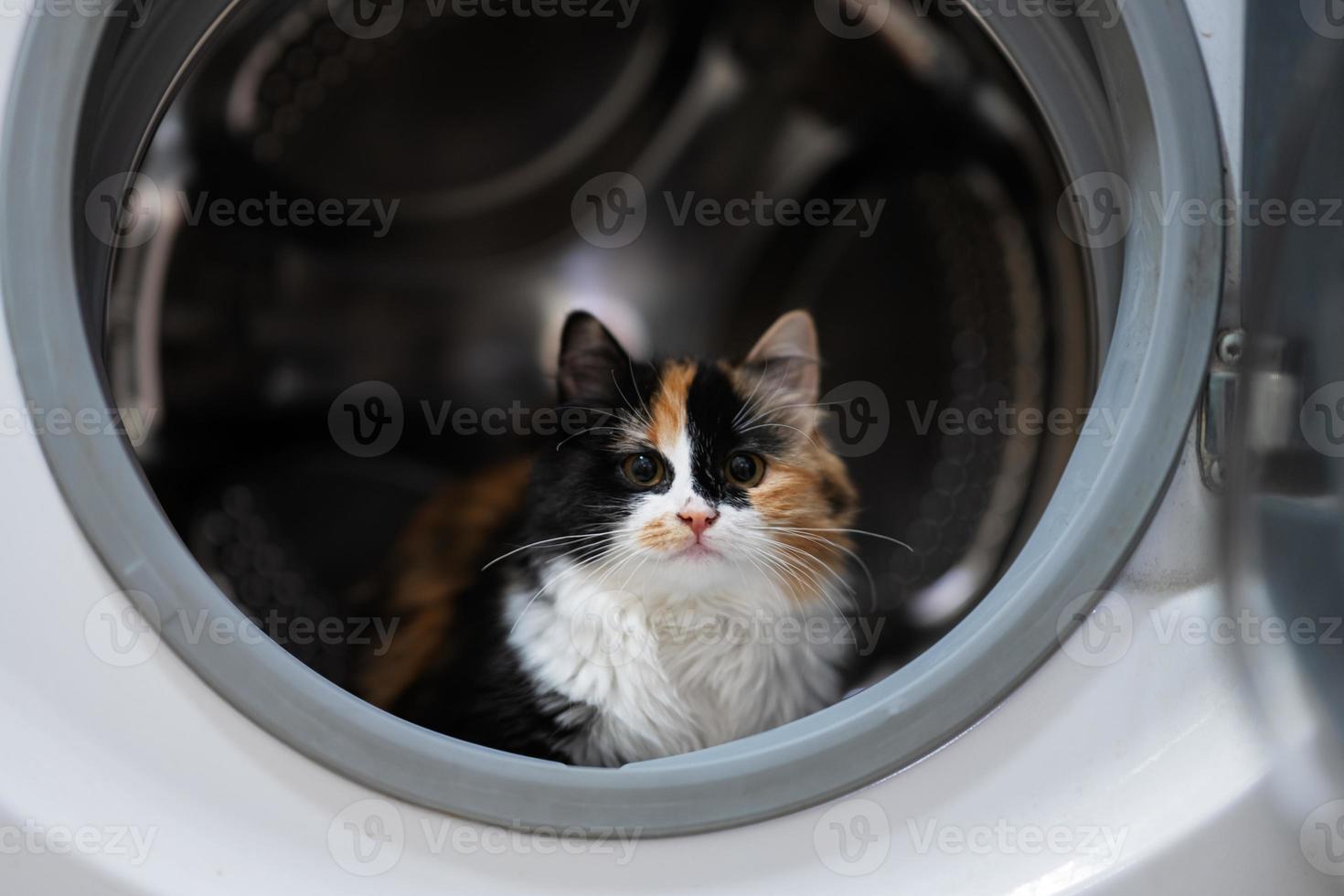 pot kat in de het wassen machine. foto